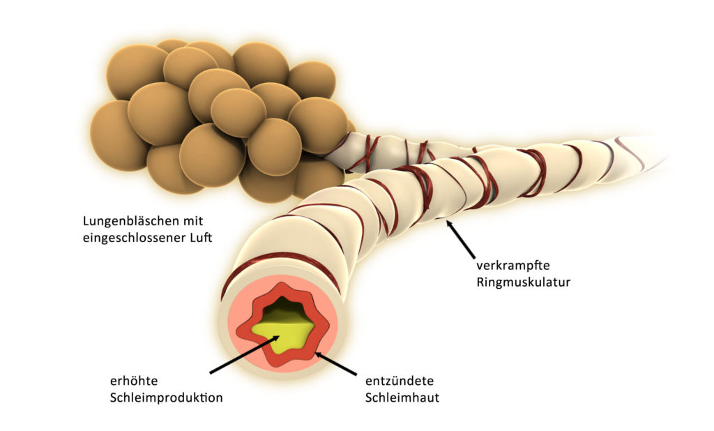 EDDIKS GRAFIK 3D Visualisierung, Werbung, Medizin
